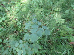 Thalictrum baicalense