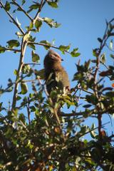 Urocolius indicus transvaalensis