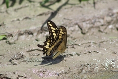 Heraclides ornythion