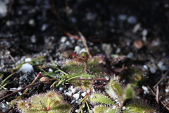 Drosera zeyheri