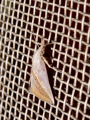 Hypena obacerralis