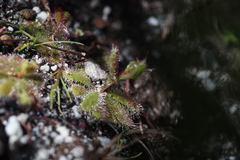 Drosera zeyheri