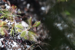 Drosera zeyheri