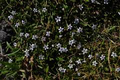Limosella longiflora