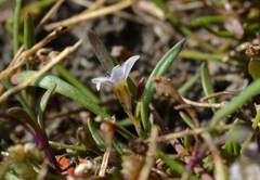 Limosella longiflora