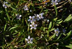 Limosella longiflora