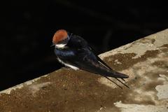 Hirundo smithii smithii