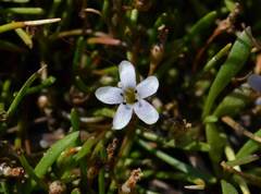Limosella longiflora