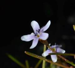 Limosella longiflora