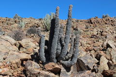 Hoodia