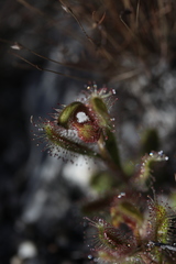 Drosera zeyheri