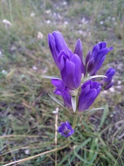 Gentiana decumbens