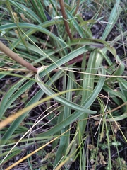 Gentiana decumbens