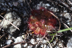 Drosera trinervia