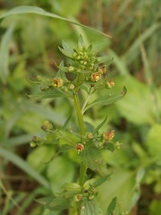 Scrophularia umbrosa