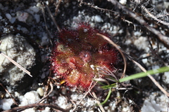 Drosera trinervia