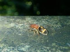 Odontomutilla uranioides