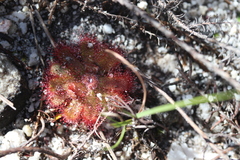 Drosera trinervia
