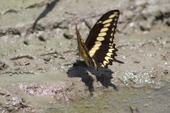 Heraclides ornythion