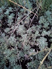Artemisia sericea