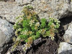 Sedum gracile