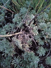 Artemisia sericea