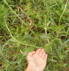Scrophularia umbrosa