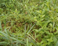 Scrophularia umbrosa