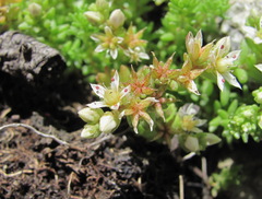 Sedum gracile