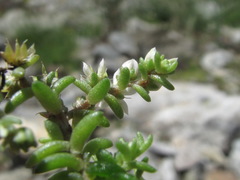 Sedum gracile