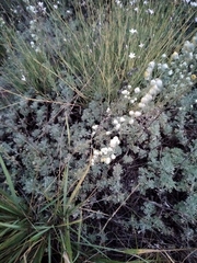 Artemisia sericea