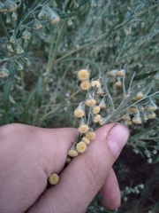 Artemisia sieversiana