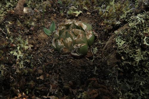 Haworthia mucronata
