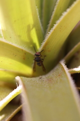 Chartergellus communis