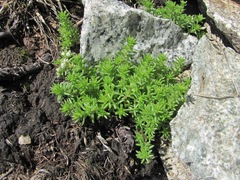 Sedum gracile