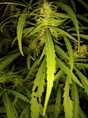 Cannabis sativa