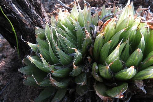 Haworthia mucronata