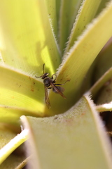 Chartergellus communis