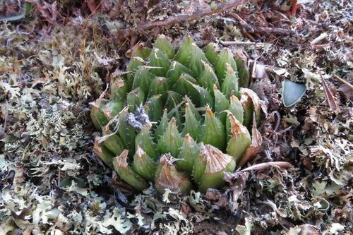 Haworthia mucronata
