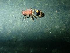 Odontomutilla uranioides