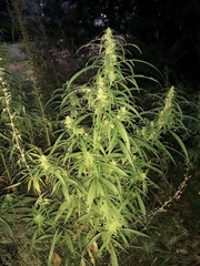 Cannabis sativa