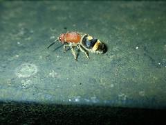 Odontomutilla uranioides