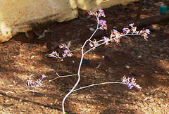 Limonium estevei