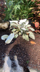 Magnoliopsida