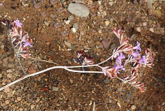 Limonium estevei