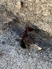 Odontomachus desertorum