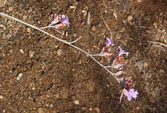 Limonium estevei