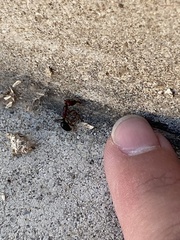 Odontomachus desertorum