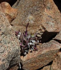Kleinia cephalophora