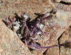 Kleinia cephalophora